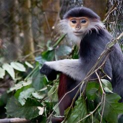 Endangered Primates Rescue Center Nam Cat Tien