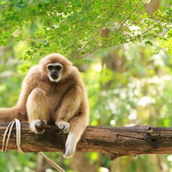 Gibbon at Nam Cat Tien National Park vietnam tour packages