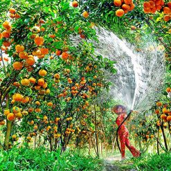 Mekong Delta Orchard