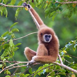Yellow Gibbon in Nam Cat Tien National Park
