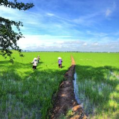 mekong delta rice fields - Ho Chi Minh city tour